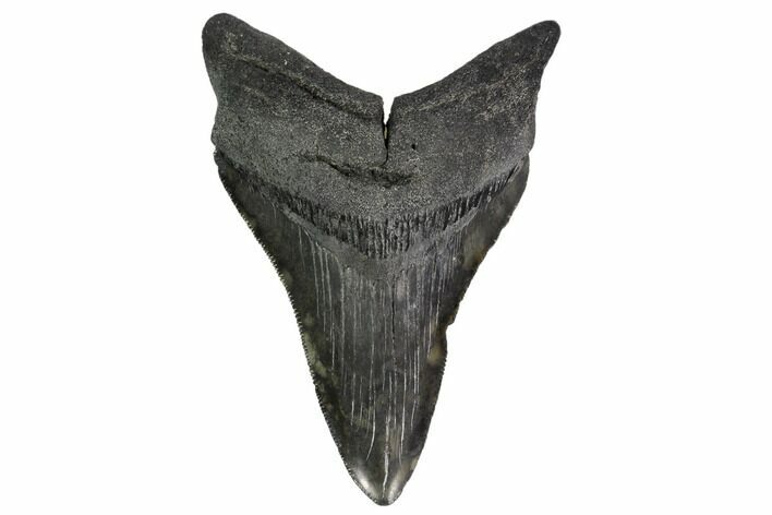Serrated, Fossil Megalodon Tooth - South Carolina #148125